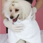 ドライシャンプー