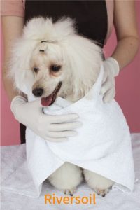 ドライシャンプー